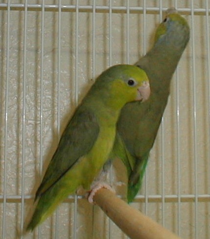 Click on the image to view full size.